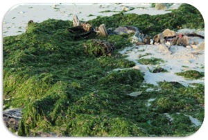seagrasses